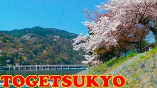 Togetsukyo Bridge Kyoto in Cherry Blossom Season 🌺 渡月橋 🌺 Japan As It Truly Is [upl. by Uel]