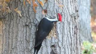 Pileated Woodpecker pecking wood [upl. by Atnad281]