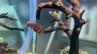 Macrostoma Bettas Breeding in store [upl. by Enorej]