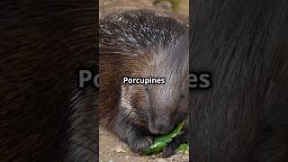 Behind the Spikes Fascinating Porcupine Facts nature animals [upl. by Claudine395]