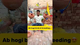 Ab hogi hmare🐣birds ki breeding😍 petlover minivlog pigeonvlogger pigeon budgiesfam parrot [upl. by Ahsilahs771]