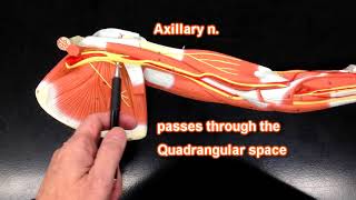 Nerves of the Upper Extremity [upl. by Tammany516]