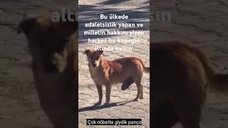 köpek hukuk adalet hak köpek hukuk adalet hak [upl. by Sherrer]