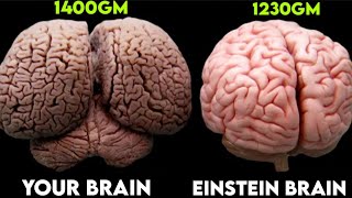 The Extraordinary Brain of Albert Einstein Why Einstein was so intelligent [upl. by Nerot260]