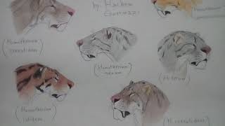 Homotherium serumcrenatidenslatidensvenezuelensis [upl. by Maltzman671]