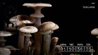 Armillaria mellea  Time lapse [upl. by Vittoria]