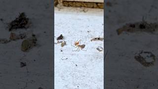 Lepthyphantes Minutus Preys on a False Widow [upl. by Puglia]