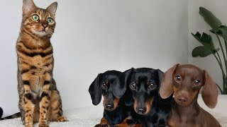 Mimi’s Family Diary Bengal Cat amp 3 Mini Dachshunds [upl. by Gideon]