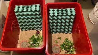 How to setup a Dubia Roach Colony [upl. by Ailuig]