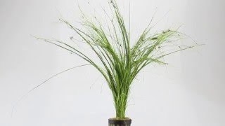 Eleocharis vivipara umbrella hairgrass  Aqua Essentials [upl. by Kiki477]