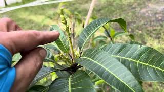 Fairchild early season dwarf mango tree blooming [upl. by Aytnahs]