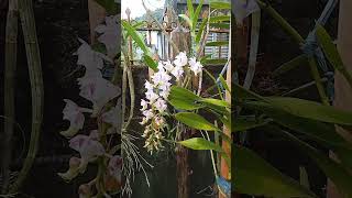 ORCHIDS Aerides lawrenceae [upl. by Jose806]