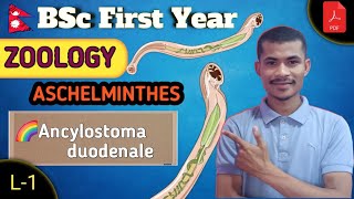 L1 Ancylostoma duodenale ● ASCHELMINTHES ● ZOOLOGY ● BSc First Year ●TU ●NEPAL 🇳🇵 [upl. by Laamaj]