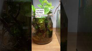 Lowtech Nofilter Anubias Aquarium ❤️🌱🦐🐟shorts [upl. by Strage644]