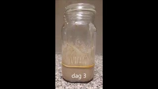 Making a Glutenfree sourdough starter [upl. by Andrade]