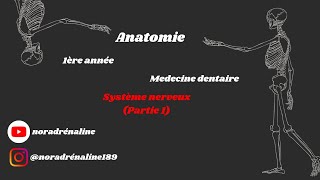 système nerveux Anatomie 1ère année medecine dentaire [upl. by Siduhey848]