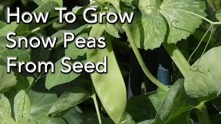 How To Grow Snow Peas From Seed For a Bumper Crop [upl. by Mickey]