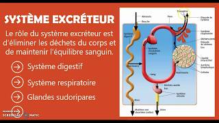 3système excréteur [upl. by Gilman955]