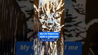 Easy Sun Print Cyanotypes You Can Do at Home with a Cat [upl. by Jermain]