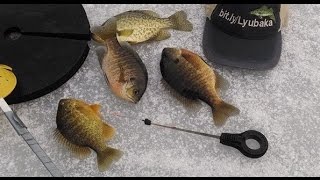 Ice Fishing Marmish Bluegills Uncut [upl. by Goss371]