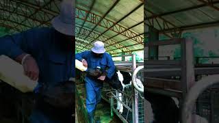 farming Milking the calves dairy calf [upl. by Aniaz]