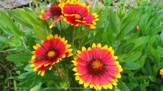 Gaillardia Growing Guide Blanket Flower by GardenersHQ [upl. by Maise]