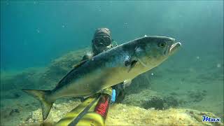 Spearfishing with invert roller [upl. by Lugar896]