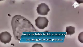 Así se ve un glóbulo blanco humano persiguiendo a una bacteria [upl. by Trakas]