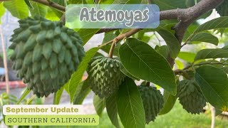 Atemoyas  Fruits are big now  African Pride Geffner Lindstrom PPC [upl. by Sumerlin]