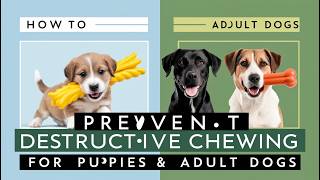 How to Prevent Destructive Chewing in Dogs Tips amp Tricks [upl. by Golanka273]