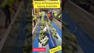 Kerja di Pengepakan Jagung Australia  Visa pertanian Australia [upl. by Dunn152]