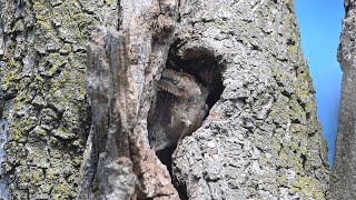 Troglodytes aedon HOUSE WREN investigating a hole 9069815 [upl. by Secnarf616]