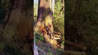 Chainsaw the long tree cutting chainsaws hardware tools viralvideo foryou [upl. by Akimat479]