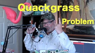 How to Get Rid of Quackgrass  Ways to control Quackgrass in the Lawn [upl. by Koh]