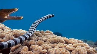 Sea Snake vs Moray Eel  Epic [upl. by Leoline]