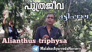 പുത്രജീവ  Ailanthus triphysa  Mattipala  മട്ടിപ്പാല  Perumaram  പെരുമരം  Pongallyam  പൊങ്ങലം [upl. by Notlehs]