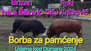 Brizan od ŠišovićaRoki od Kričkovića korida kod Dumana 2024 udarna borba [upl. by Aneelak636]