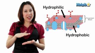 Learn Biology Cells—The Plasma Membrane [upl. by Pillsbury]