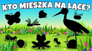 🐝 Zwierzęta na Łące  Film edukacyjny dla dzieci  Kto mieszka na łące 🐝 [upl. by Hortensa]