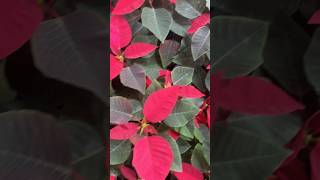 Poinsettia Plant 🪴 nature indoor garden trending trendingshorts trend [upl. by Ettari]