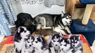 Cheeni ke puppy update ♥️ Dog can talk part 270  rottweiler vs husky  Roxy cheeni [upl. by Giorgi]