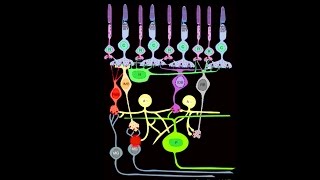 Lecture 1 A Walkthrough of the Mammalian Visual System [upl. by Maddalena]