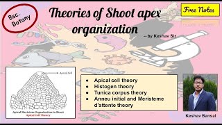 Theories of Shoot apex organization  Bsc  Free PDF notes  by Viologia EXtrema [upl. by Ellenwad]