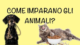 Come imparano gli animali  diversi stili di apprendimento [upl. by Alicec328]