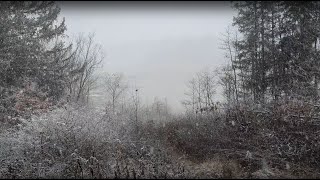 Cleveland Metroparks Hinckley Reservation [upl. by Ilac938]