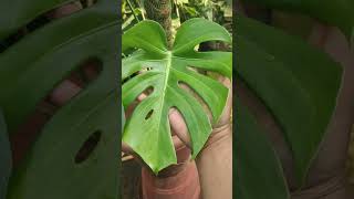 Monstera Deliciosa Guide Plant Information and Care Tips [upl. by Idnem814]