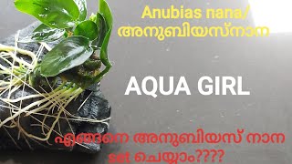 Anubias nana  അനുബിയസ് നാന planting malayalam [upl. by Nivahb]