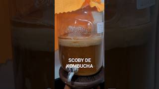 SCOBY DE KOMBUCHA [upl. by Jud]