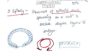 Delamination  Epiboly  Gastrulation In mammals [upl. by Parsons]