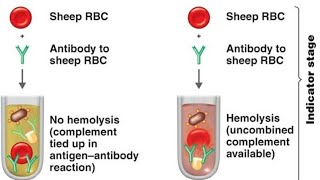 The complement system بالعربي المتمم واستعمالة في التشخيص المختبري [upl. by Aikmat92]